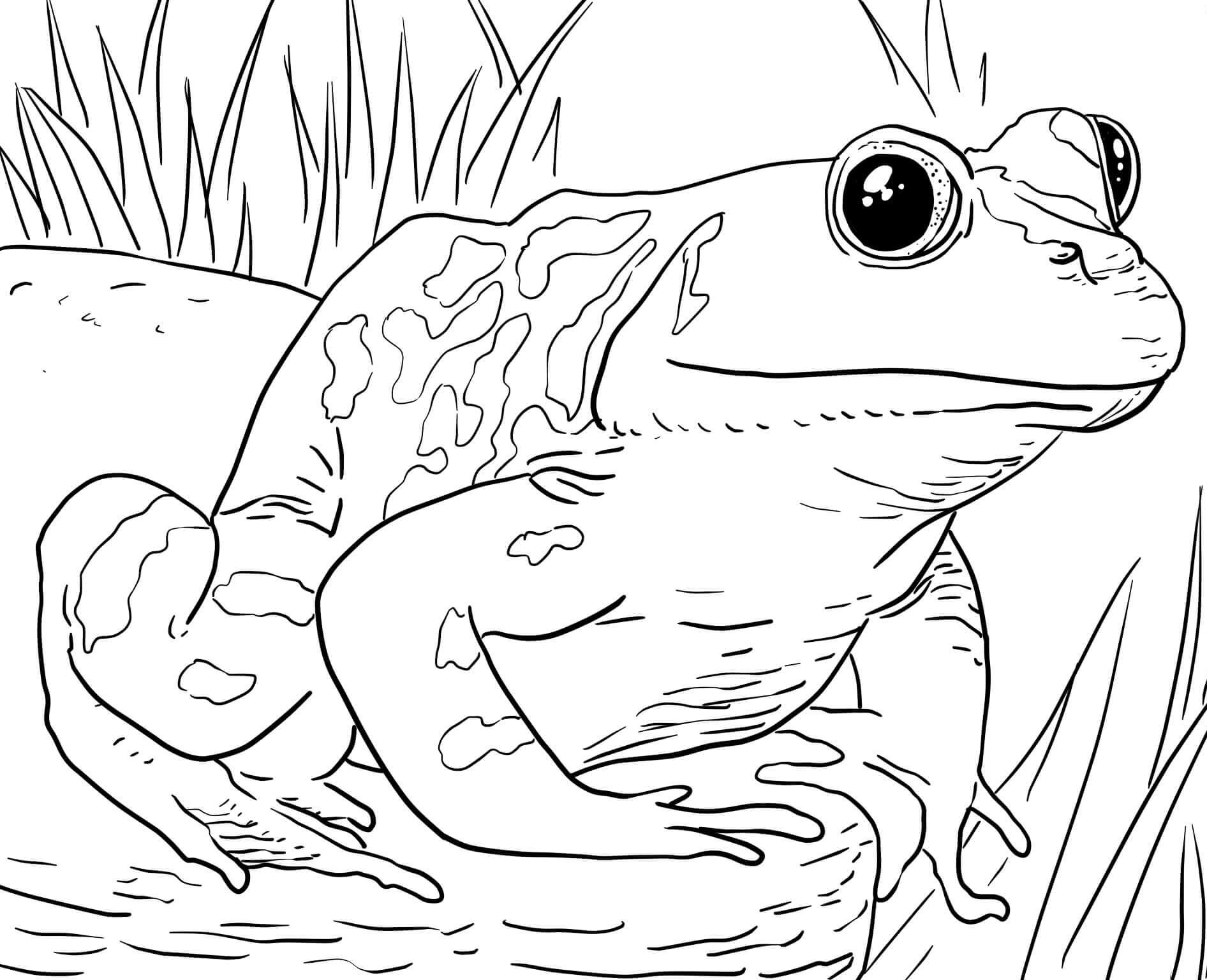 Dibujo de Rana en el zoológico para Colorear