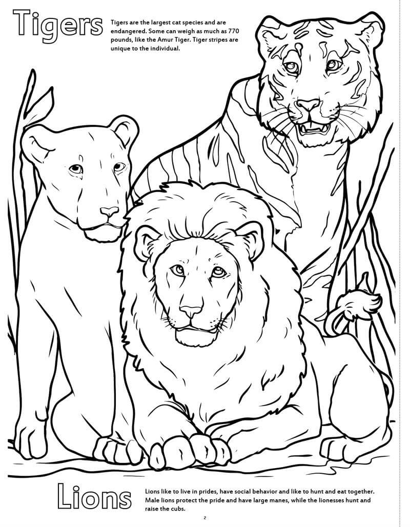 Dibujo de Tigres y Leones en el zoológico para Colorear