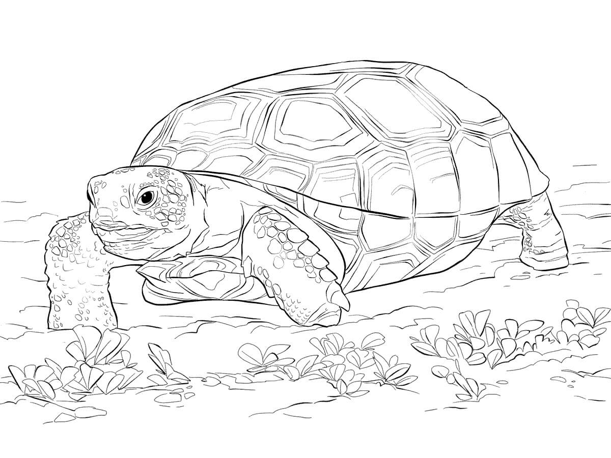 Dibujo de Tortuga del zoológico para Colorear