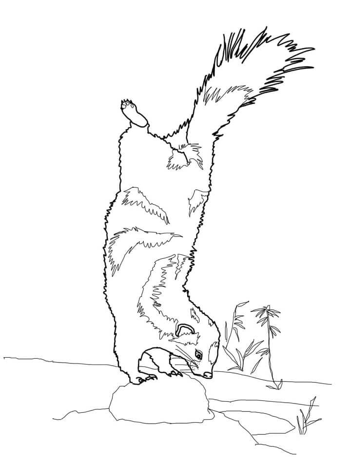 Dibujo de Mofeta Manchada Imprimible para Colorear