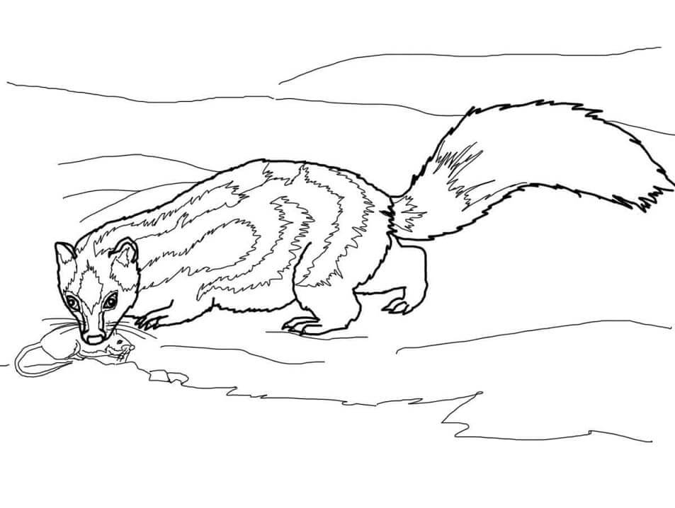 Dibujo de Mofeta Manchada para Colorear