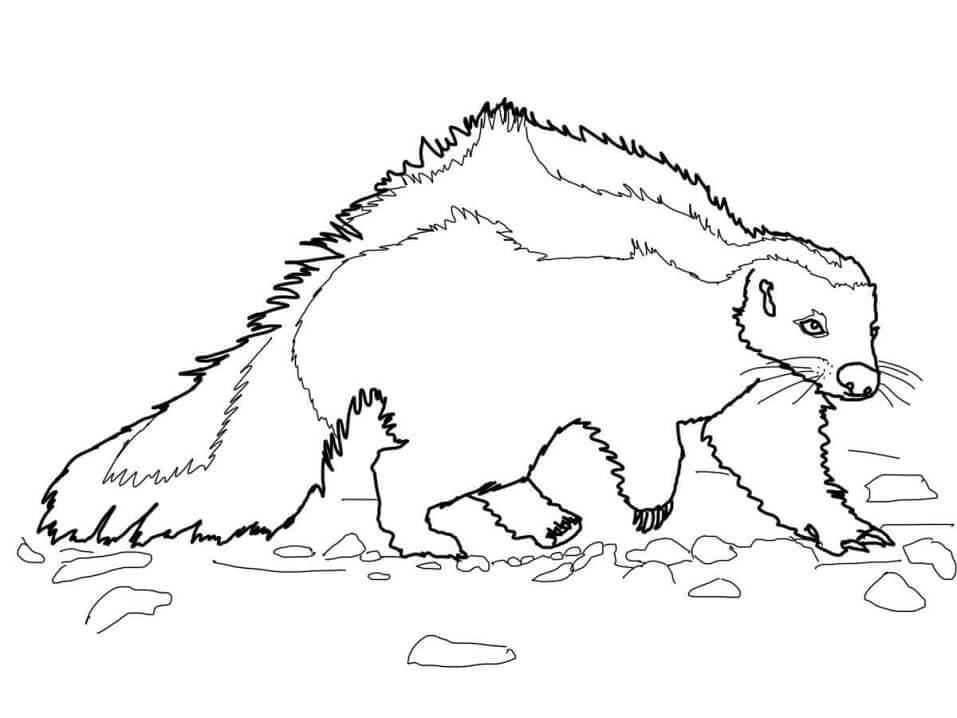 Dibujo de Mofeta Normal para Colorear