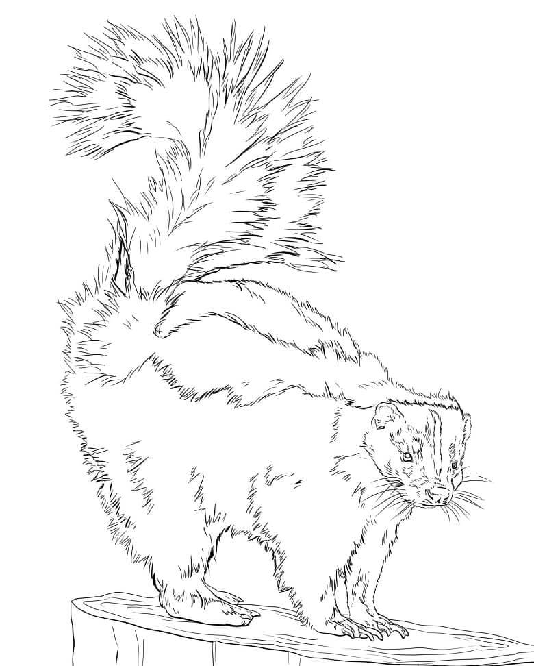 Dibujo de Mofeta Rayada para Colorear
