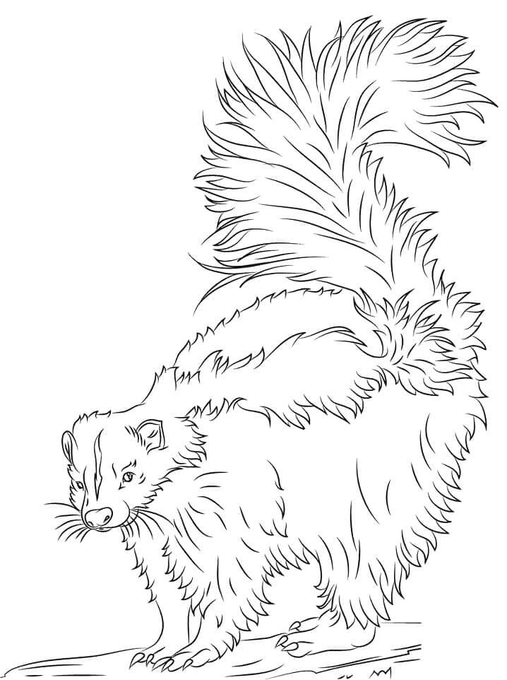 Dibujo de Mofeta Salvaje para Colorear