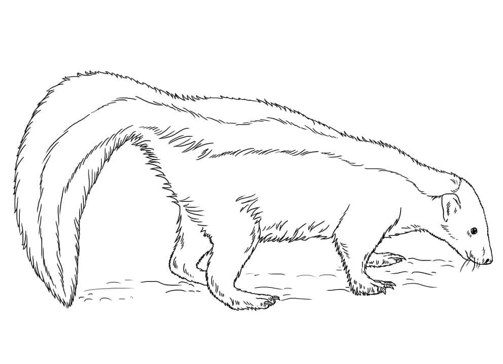 Dibujo de Mofeta en el Suelo para Colorear