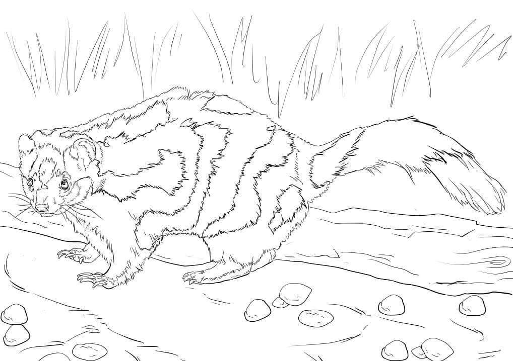 Dibujo de Mofeta Manchada del Este para Colorear
