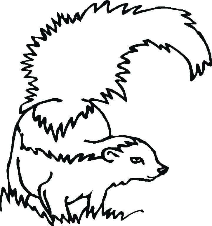 Dibujo de Mofeta Sobre Hierba para Colorear