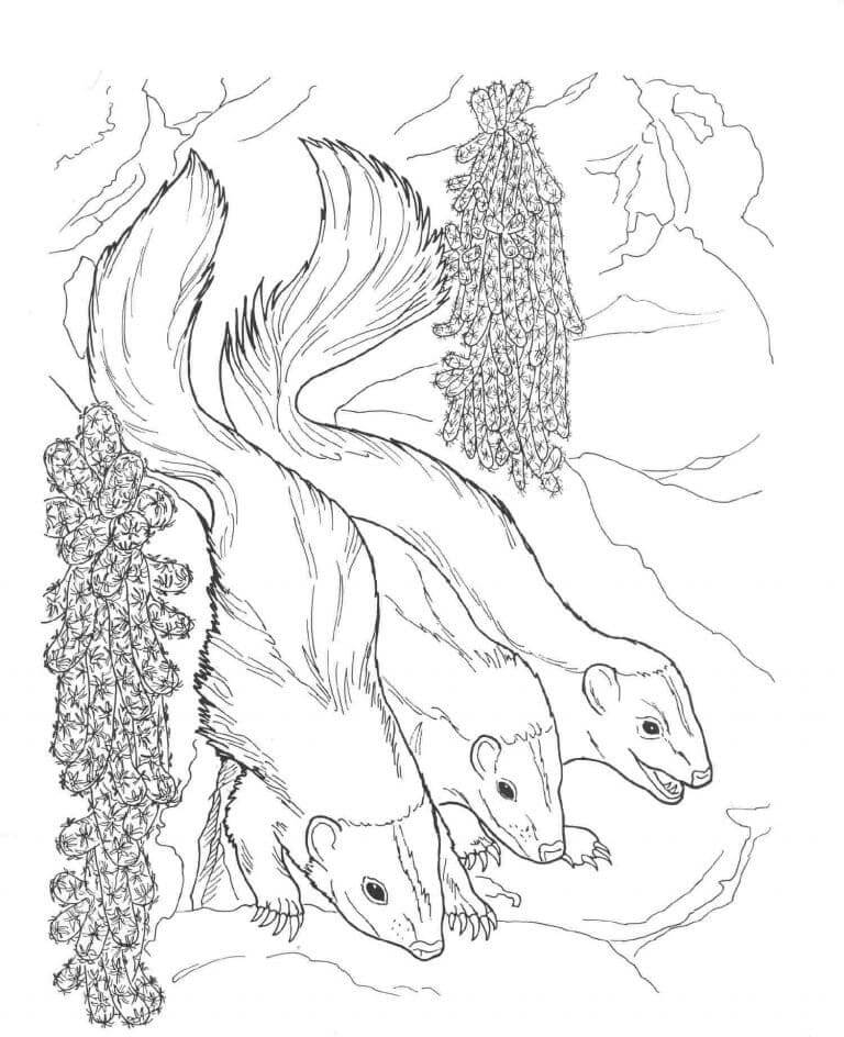 Dibujo de Tres Mofetas para Colorear