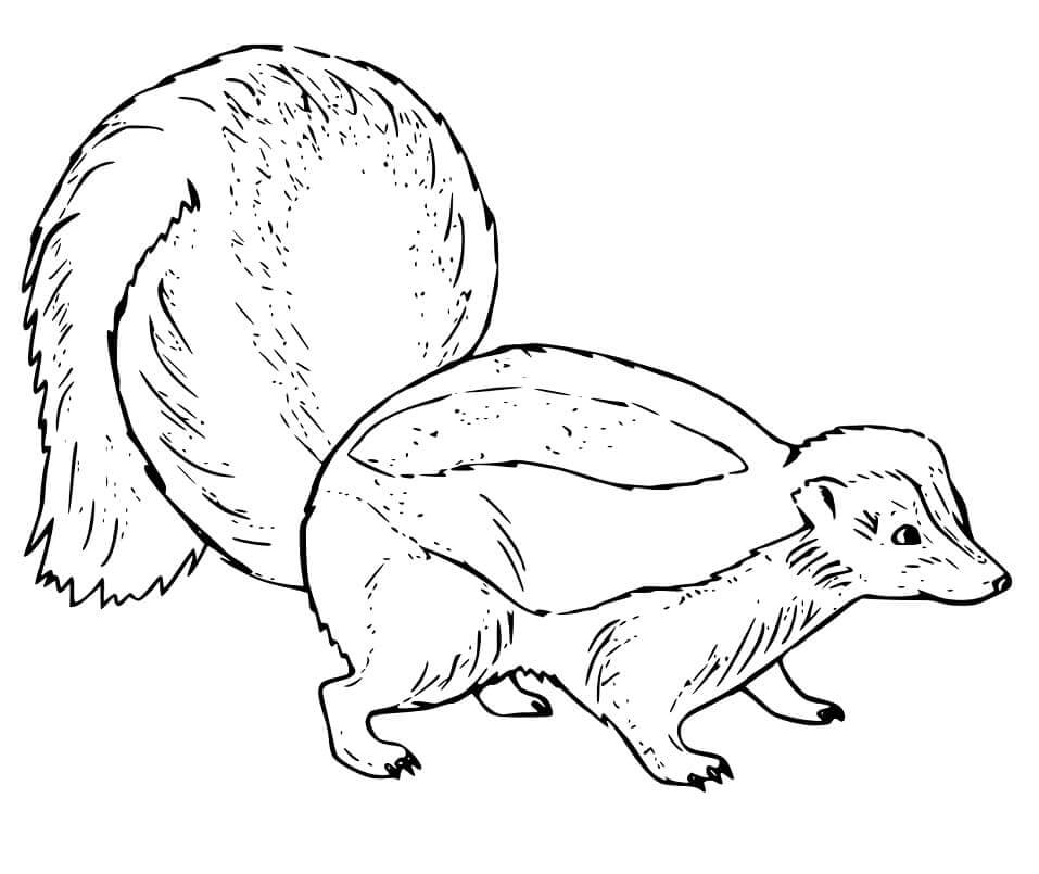 Dibujo de Zorrillo Simples para Colorear